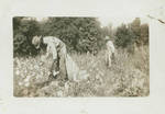 Men picking cotton in the fields, Jeff Davis Cty.