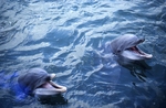 Dolphins by Glenn Parsons