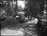 Rowan Oak driveway with sign: Private drive, please do not enter by Unknown