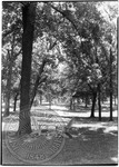 View of the Grove with lounge chairs, image 1 by J. R. Cofield