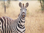 Zebra by Jaime Johnson