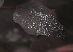 Dew on leaf by Jaime Johnson