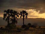 Sunset with Palm Trees by Jaime Johnson