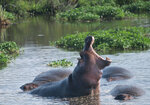 Hippopotamus by Jaime Johnson