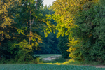 Light in August by Thad Lee
