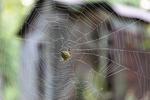Giant Spider Repairing Web by Thad Lee