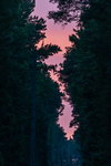 Pink Sky above Utility Line by Thad Lee