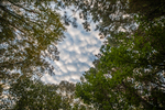Skyhole within Trees by Thad Lee