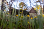 Daffodils at Greenfield Farm by Thad Lee