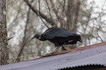 Buzzard Poses on Corn Crib by Thad Lee