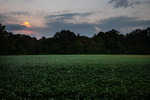 September Sunset over Soybean Field by Thad Lee