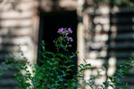 Lavender Crepe Myrtle Seedling before Farmhouse Window by Thad Lee