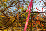 Pink Flag, Random Oak, and Sweet Gum by Thad Lee