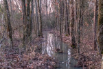 A Branch of Puskus Creek by Old Gate by Thad Lee
