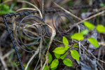 Mattress Spring Coils with Japanese Honeysuckle Encircling by Thad Lee