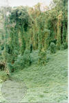 Kudzu covered trees, image 003