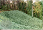 Kudzu covered slope, image 001