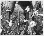 African-American picking cotton by hand in Humphreys County, Mississippi. by Author Unknown