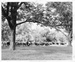 Cattle herd among trees by Soil Conservation Service