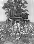 Cotton Harvesting, image 1 by Bern Keating