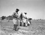 Cotton Harvesting, image 6 by Bern Keating