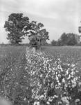 Cotton Harvesting, image 7 by Bern Keating