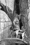 Coonhounds (Bloodhounds), image 7 by Bern Keating