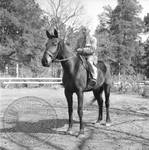 William Faulkner seated on horse at Rowan Oak: Image 1 by Edwin E. Meek