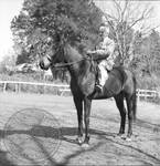 William Faulkner seated on horse at Rowan Oak: Image 3 by Edwin E. Meek