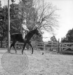William Faulkner on trotting horse at Rowan Oak: Image 1 by Edwin E. Meek