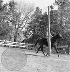 William Faulkner on trotting horse at Rowan Oak: Image 2 by Edwin E. Meek
