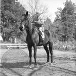 William Faulkner seated on horse at Rowan Oak: Image 4 by Edwin E. Meek