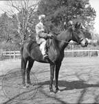 William Faulkner seated on horse at Rowan Oak: Image 6 by Edwin E. Meek