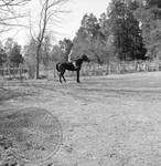 William Faulkner seated on horse at Rowan Oak: Image 7 by Edwin E. Meek