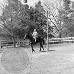 William Faulkner on trotting horse at Rowan Oak: Image 5 by Edwin E. Meek