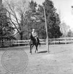 William Faulkner on trotting horse at Rowan Oak: Image 7 by Edwin E. Meek