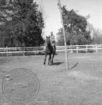 William Faulkner on trotting horse at Rowan Oak: Image 8 by Edwin E. Meek