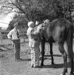 William Faulkner, Andrew Price, and Ed Meek standing next to horse at Rowan Oak by Edwin E. Meek