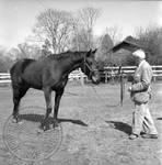 William Faulkner standing next to horse at Rowan Oak by Edwin E. Meek