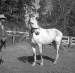 Andrew Price standing with Faulkner's horse at Rowan Oak: Image 3 by Edwin E. Meek