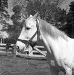 William Faulkner's horse at Rowan Oak: Image 1 by Edwin E. Meek