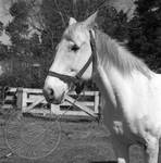 William Faulkner's horse at Rowan Oak: Image 2 by Edwin E. Meek