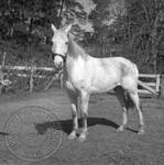 William Faulkner's horse at Rowan Oak: Image 3 by Edwin E. Meek