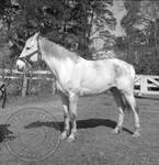 William Faulkner's horse at Rowan Oak: Image 4 by Edwin E. Meek