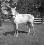William Faulkner's horse at Rowan Oak: Image 5 by Edwin E. Meek
