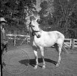 William Faulkner's horse at Rowan Oak: Image 6 by Edwin E. Meek