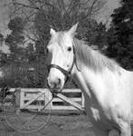 William Faulkner's horse at Rowan Oak: Image 7 by Edwin E. Meek