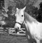 William Faulkner's horse at Rowan Oak: Image 8 by Edwin E. Meek