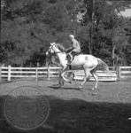 William Faulkner riding a horse at Rowan Oak: Image 1 by Edwin E. Meek