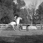 William Faulkner jumping a horse at Rowan Oak: Image 1 by Edwin E. Meek